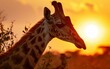 giraffes silhouette adorned with the warm hues of the setting sun