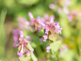 Canvas Print - purple wild flowers