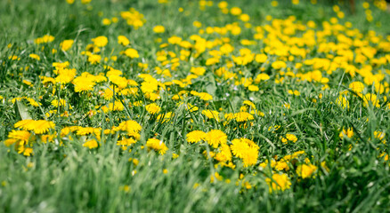 Poster - Dandelion flowers