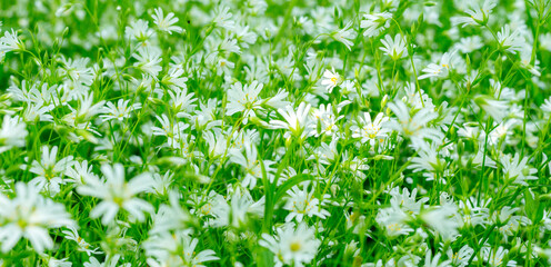 Wall Mural - white spring flowers