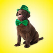 canvas print picture - St. Patrick's day celebration. Cute Chocolate Labrador puppy with green hat and bow tie on yellow background