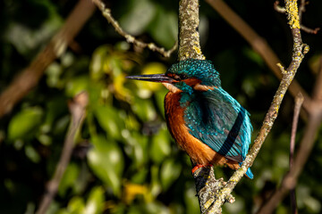 kingfisher on a branch