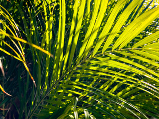 palm tree leaves background
