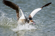 Egyptian Goose (Alopochen Aegyptiaca) Splashing In The Water