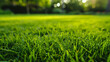 A simple background of a freshly mown lawn illustrating the beauty of nature in its most fundamental form.