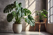 Monstera with leaves in flowerpot, climbing plant. Monstera deliciosa or philodendron,  plant, nature and flora. Interior design