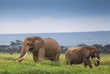 Fototapeta Sawanna - Rodzina słoni na afrykańskiej sawannie w Amboseli 