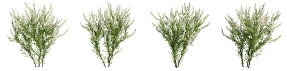 erica arborea 3D rendering, transparent background, for digital composition, illustration, architecture visualization