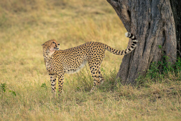 Wall Mural - Cheetah stands near tree trunk looking up