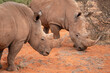 Black rhinoceros (Diceros bicornis) in the red sands of the Kalahari Desert, Namibia, Africa