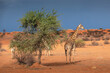 South African giraffe (Giraffa camelopardalis) in the red sands of the Kalahari Desert, Namibia, Africa