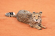  South African cheetah (Acinonyx jubatus jubatus) in the red sands of the Kalahari Desert, Namibia, Africa