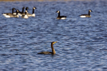 Canvas Print - The double-crested cormorant (Phalacrocorax auritus),north american cormorant on the lake