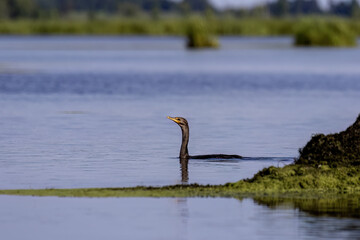 Wall Mural - The double-crested cormorant (Phalacrocorax auritus),north american cormorant on the lake