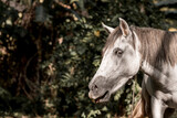 Fototapeta Konie - Beautiful grey white horse pony in Costa Rica tight to a rope
