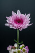 Pink chrysanthemum flowers in a bouquet against a black background