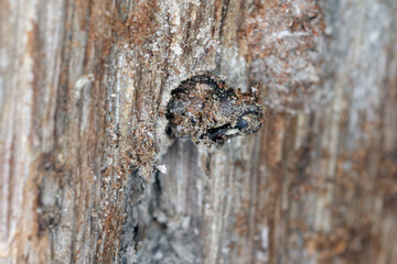 Wall Mural - The dead beetle, weevil (Curculionidae) was stuck in the wood and could not leave the place of development.