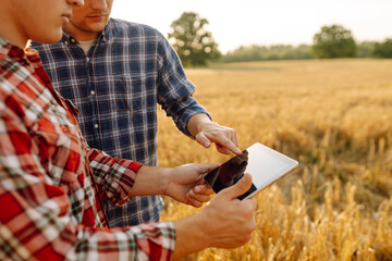 Wall Mural - Two farmers standing in golden wheat field using touch pad for check wheat quality. Smart farm. Agro business.