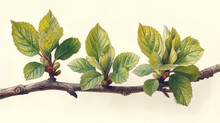 A Drawing Depicting The Moment When Fresh Leaves From Their Green Buds Are Revealed On The
