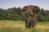 Fototapeta Sawanna - Miłośc słoni na afrykańskiej sawannie