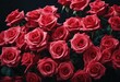  background roses red flowers black group