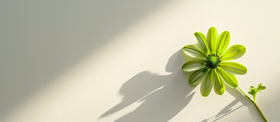 Wall Mural - green flower shines bright on white light background with playful shadow