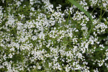 Poster - Galium grows in nature