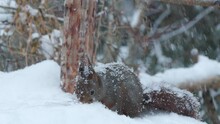 Red Squirrel Animal On Ground Search For Food Heavy Snow Blizzard Sciurus Vulgaris Natural World Norway