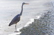 View of a heron bird standing on frozen ice in a pond