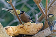 Bullfinch bird sitting on a branch