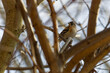 Finch bird sitting on a branch