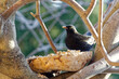 Small blackbird bird sitting on a branch