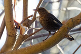 Fototapeta  - Small bird sitting on a branch
