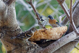 Fototapeta  - Finch bird sitting on a branch