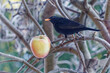 Small blackbird bird sitting on a branch