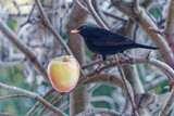 Fototapeta  - Small blackbird bird sitting on a branch