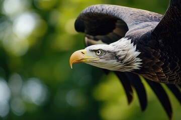 Poster - A powerful bald eagle soaring through the air with its wings gracefully spread. Perfect for nature enthusiasts and wildlife lovers