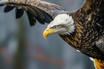 Poster - A majestic bald eagle soaring through the air with its wings spread. Perfect for wildlife enthusiasts and nature-themed designs