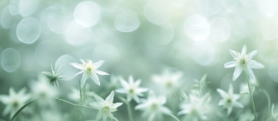 Poster - Edelweiss: A Defocused Abstract Background with Edelweiss Blooms