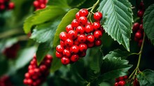 Red Berries Of Viburnum On A Branch With Green Leaves. Generative AI