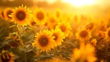 Fototapeta Kwiaty - Sunflowers in a golden field, creating a bright and warm natural background generative ai