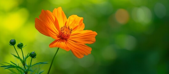Wall Mural - vibrant orange cosmos flower in lush green filter - a captivating sight of orange cosmos flower amid
