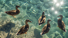 A Delightful Photograph Capturing A Group Of Ducks Paddling In Crystal-clear Water