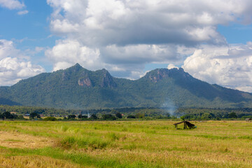 Wall Mural - Agriculture concept, Landscape view of rice stubble after harvested with big mountains, The paddy stubble in the rice field with blue sky and white could, Countryside farm, Chae Hom, Lampang, Thailand