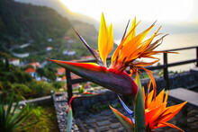Bird Of Paradise (strelitzia Reginae) Flower Blooming Above The Village Of Ponta Delgada On The North Coast Of Madeira Island (Portugal) In The Atlantic Ocean