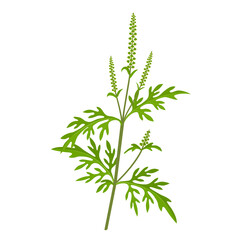 Wall Mural - Vector illustration, Ambrosia artemisiifolia, with common names common ragweed, annual ragweed, and low ragweed, isolated on white background.