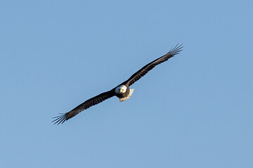 Canvas Print - american bald eagle