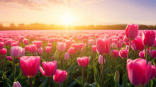 Huge Field Of Purple And Light Blue Tulips, Late Afternoon, Deep Sun Shining Into Camera