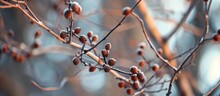 Seeds, Pods, And The Bare Tree: Embracing Winter's Beauty Through Seed Pods, Bare Trees, And The Cycle Of Renewal