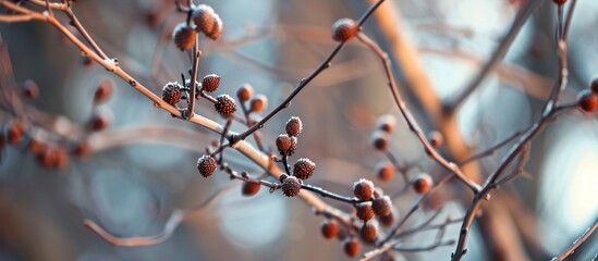 Canvas Print - Seeds, Pods, and the Bare Tree: Embracing Winter's Beauty Through Seed Pods, Bare Trees, and the Cycle of Renewal